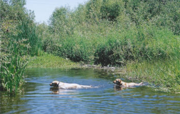 Molly & Codi swimming in the pond